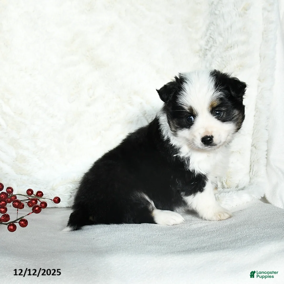 Miniature Australian Shepherd dogs for sale: Nicholas - Ad 3