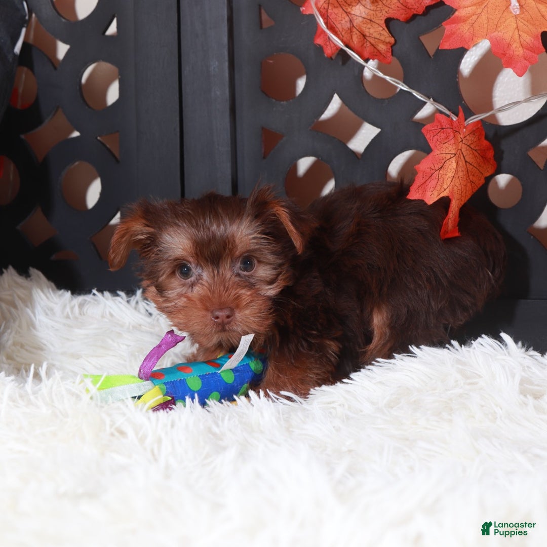 Yorkshire Terrier dogs for sale: Josie - Ad 2