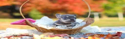 French Bulldog dogs for sale: Maple - Ad 7