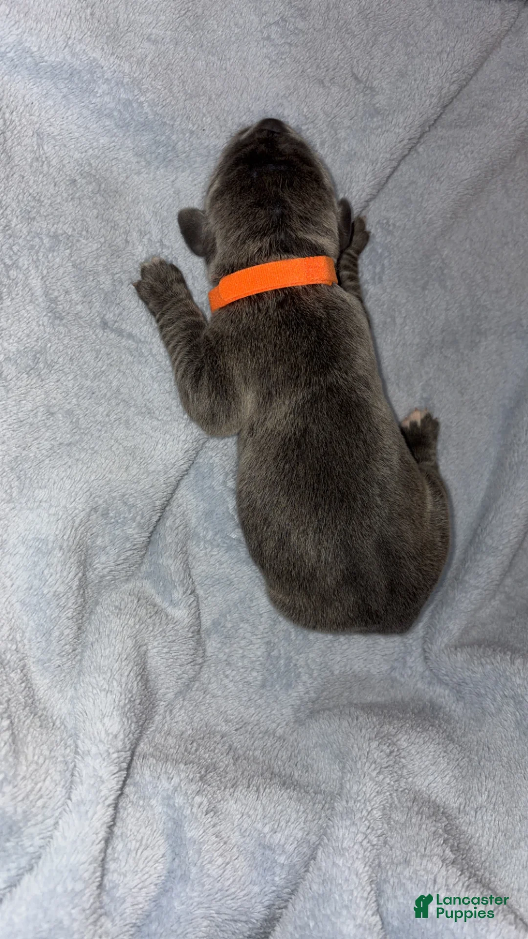 Cane Corso dogs for sale: Cane Corso 1 - Ad 2