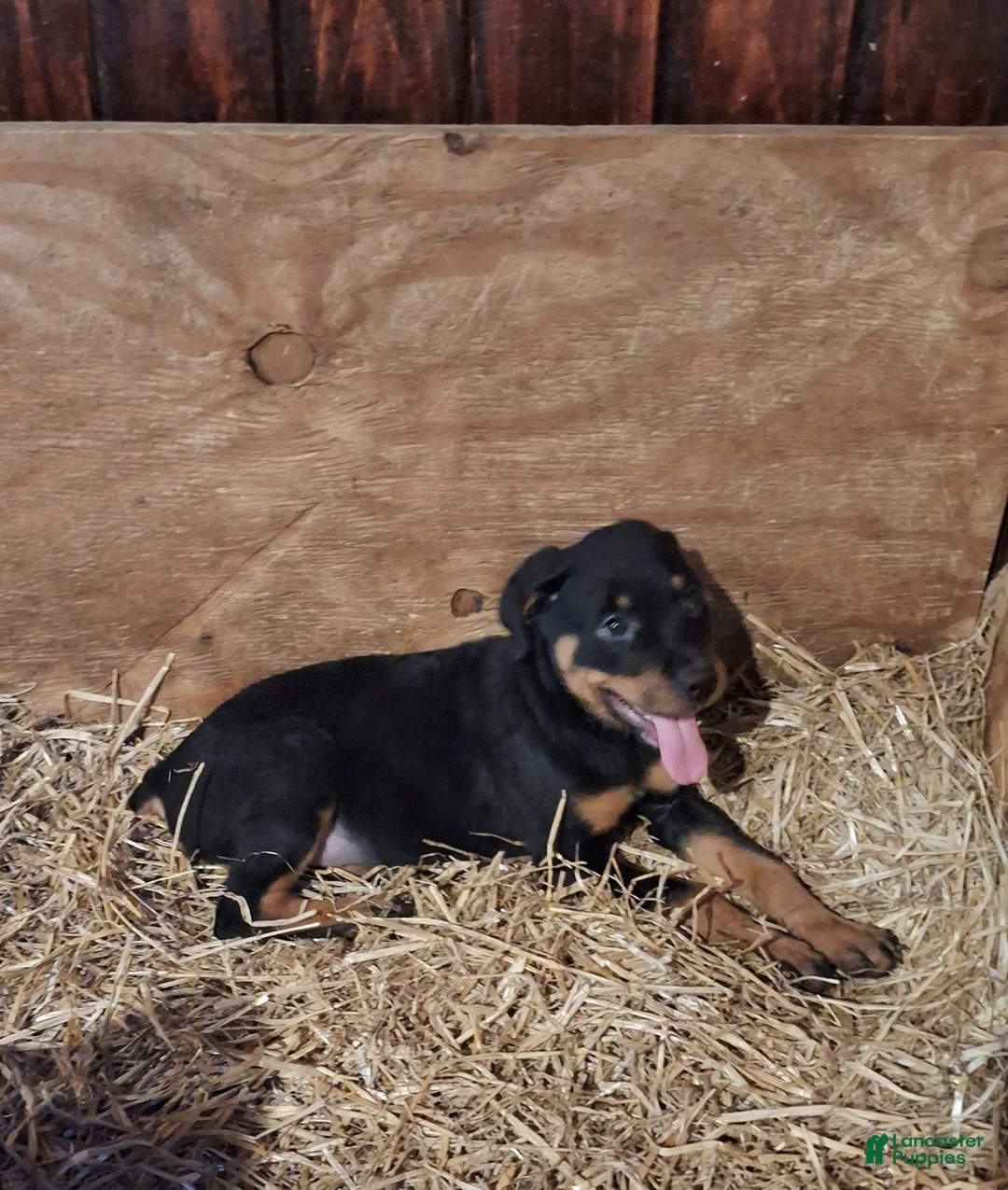 Rottweiler dogs for sale: Rottweiler Puppy 2 - Ad 5