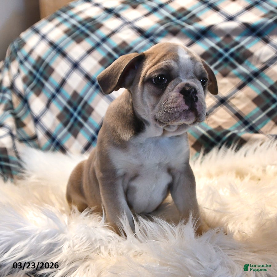 Frenchton dogs Eyeshadow  - Ad 2