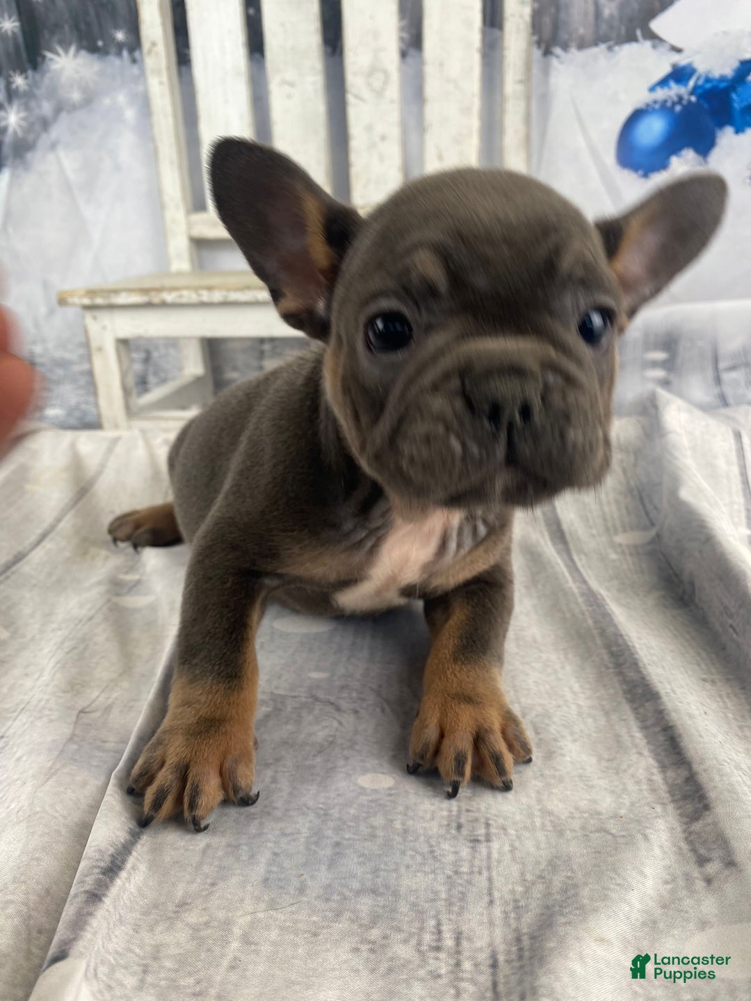 French Bulldog dogs for sale: Molly - Ad 1