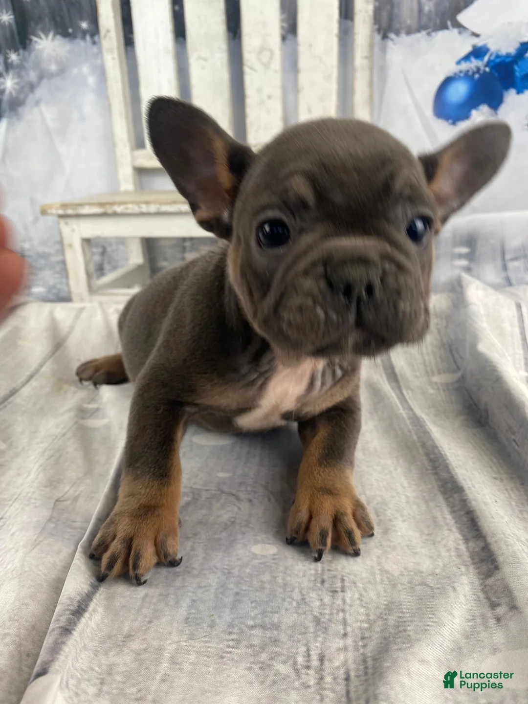 French Bulldog dogs for sale: Molly - Ad 6