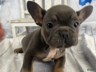 French Bulldog dogs Molly - Ad 27