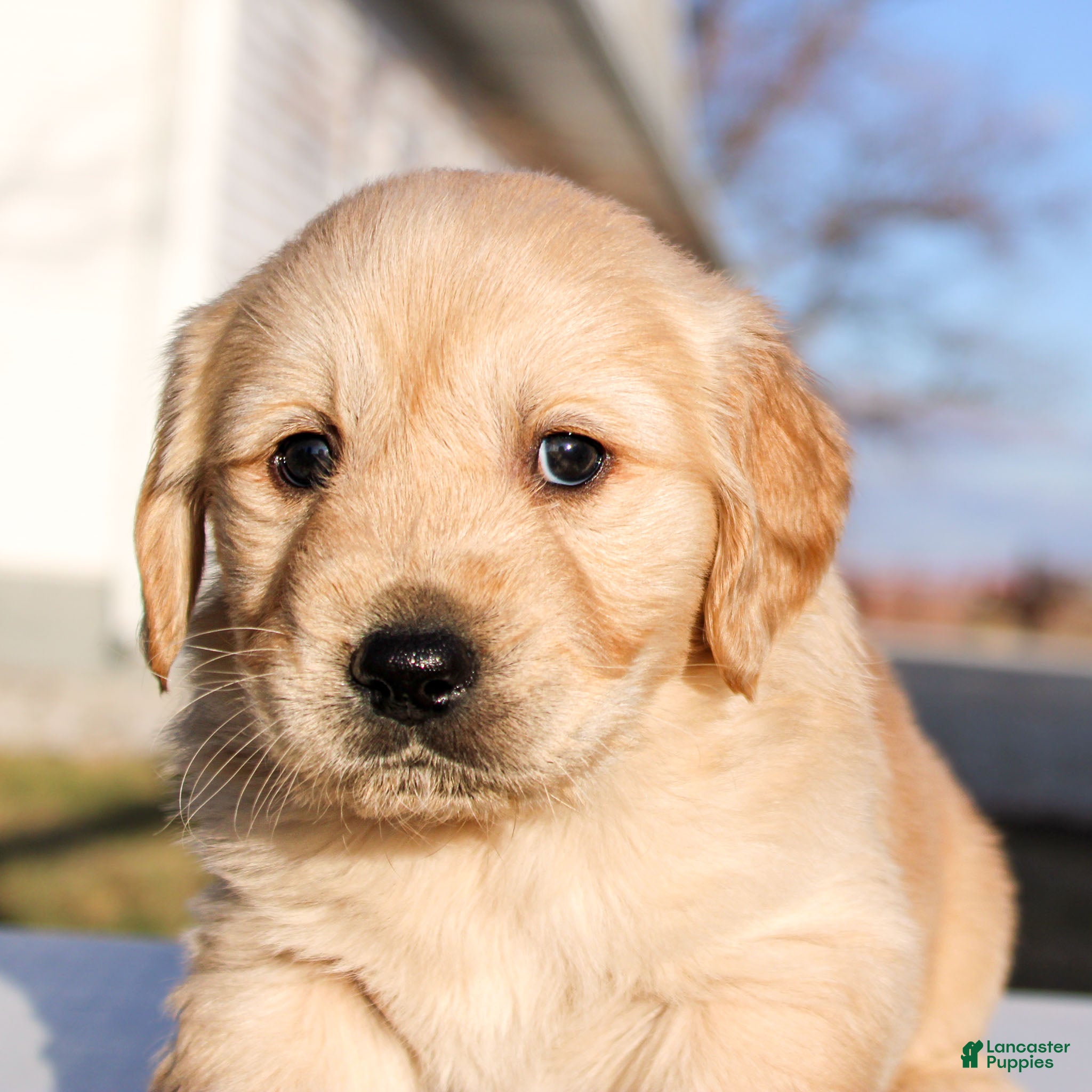 Golden Retriever dogs TRAINED Ben the Golden Retriever Puppy  - Ad 2