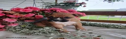 Boxer dogs for sale: Tanikka - Ad 2