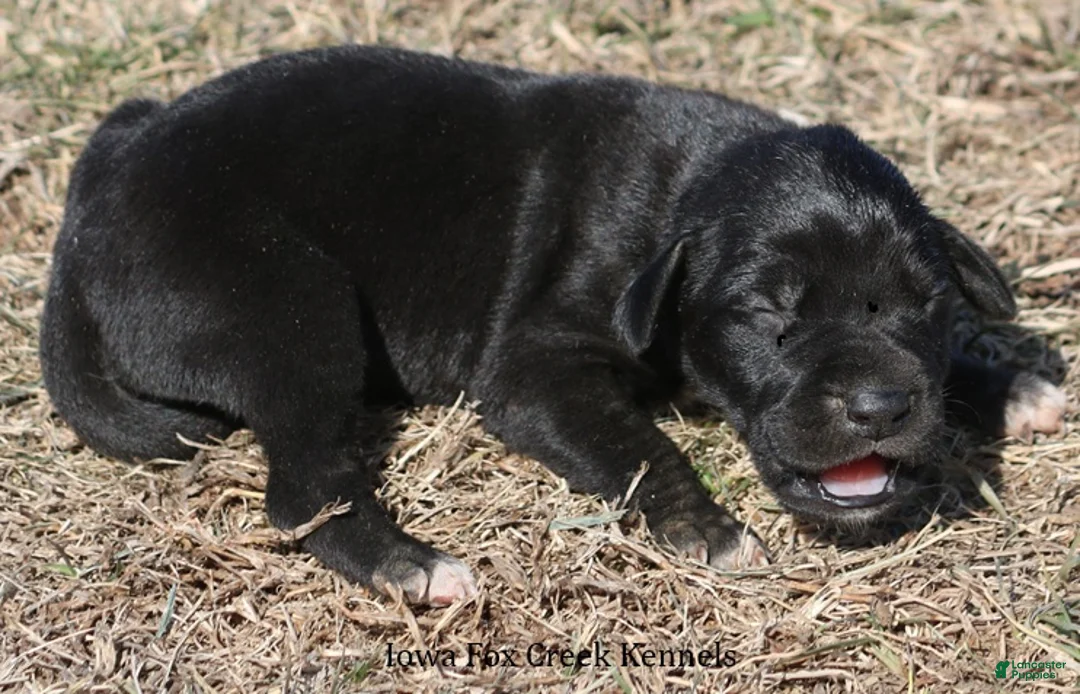 Great Dane dogs for sale: Stella - Ad 2