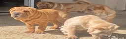 Shar Pei dogs for sale: Sweet Fluffy Girl - Ad 6
