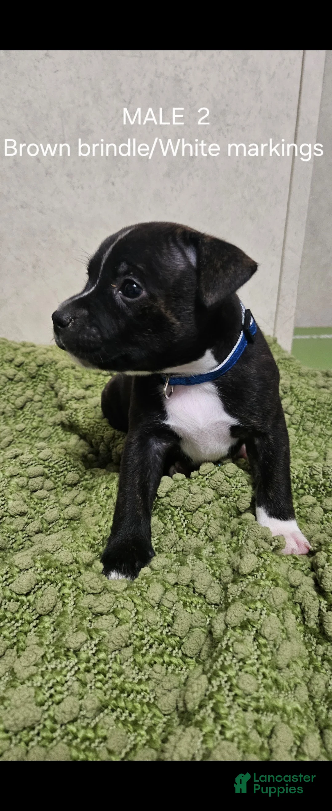 Staffordshire Bull Terrier dogs for sale: Staffordshire Bull Terrier 5 - Ad 2
