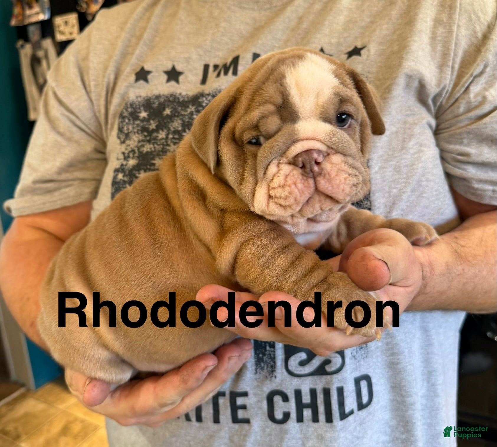 English Bulldog dogs Rhododendron  - Ad 35