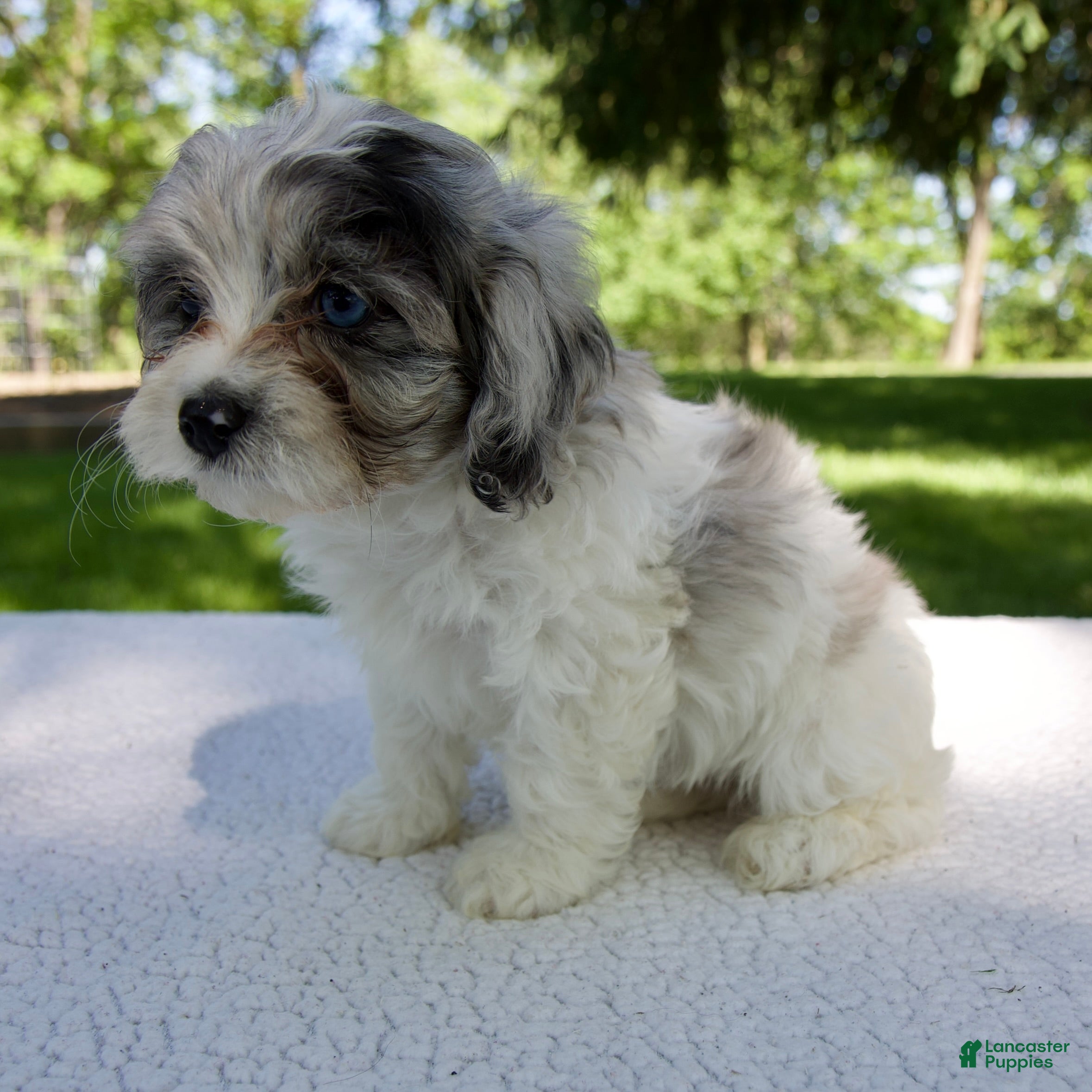 Cavapoo dogs for sale: Ethan - Ad 5