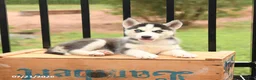 Siberian Husky dogs for sale: Beauty - Ad 3