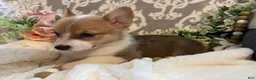 Welsh Corgi Pembroke dogs for sale: Sara - Ad 4