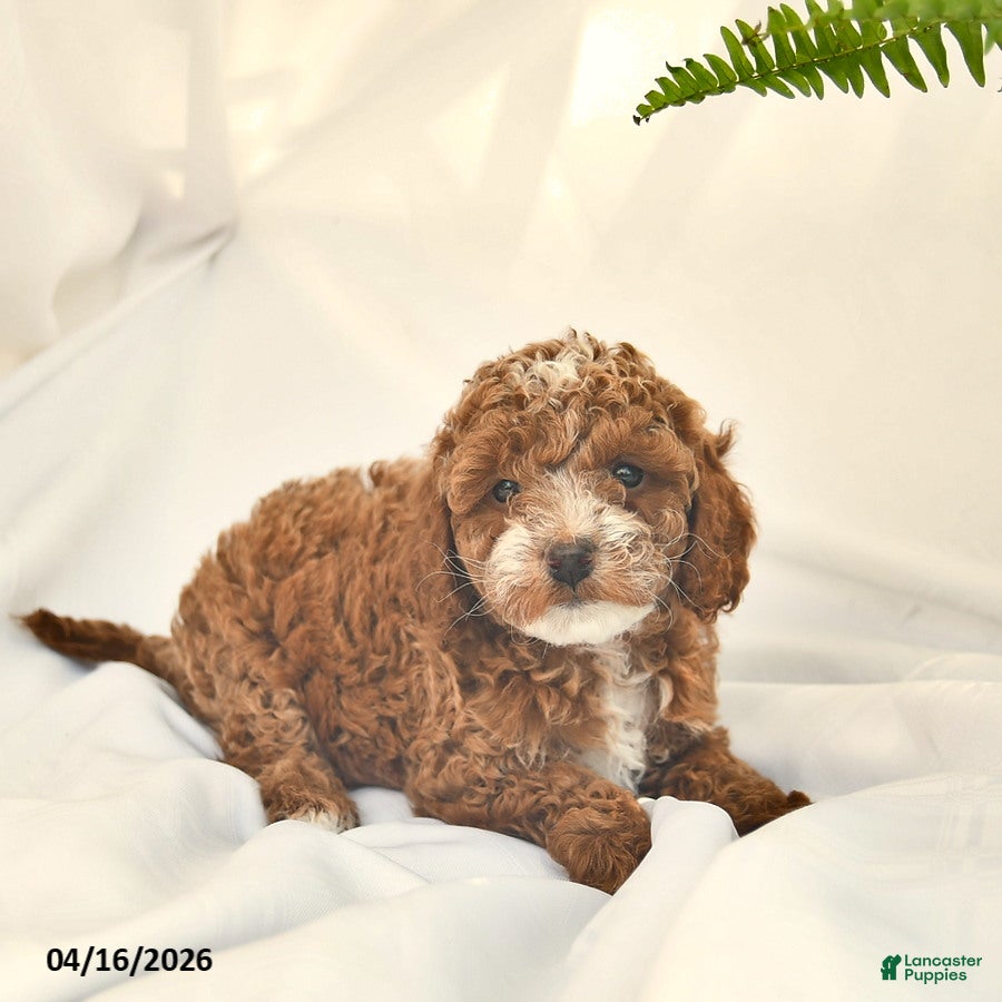 Miniature Poodle dogs Kanga  - Ad 2