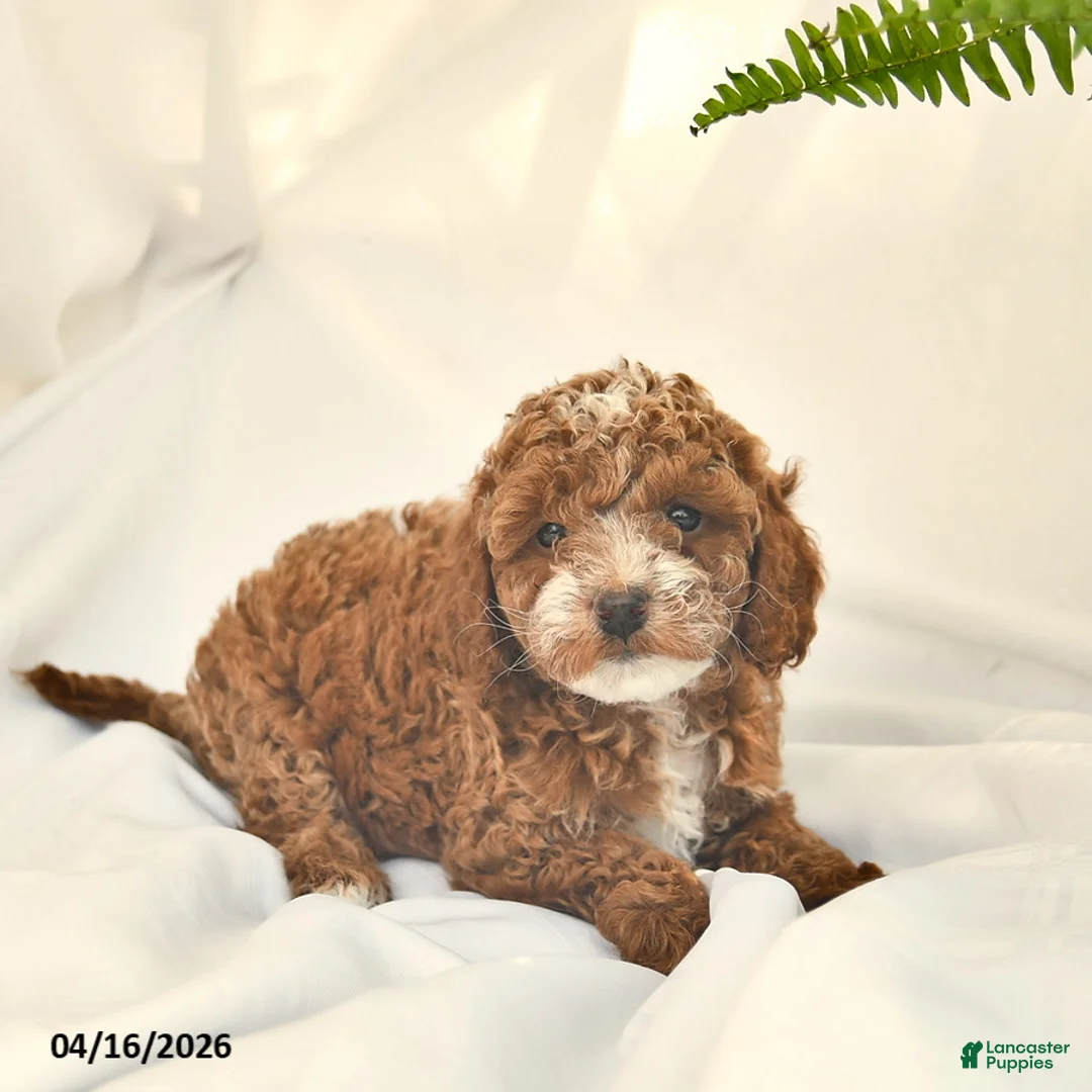 Miniature Poodle dogs for sale: Kanga  - Ad 2