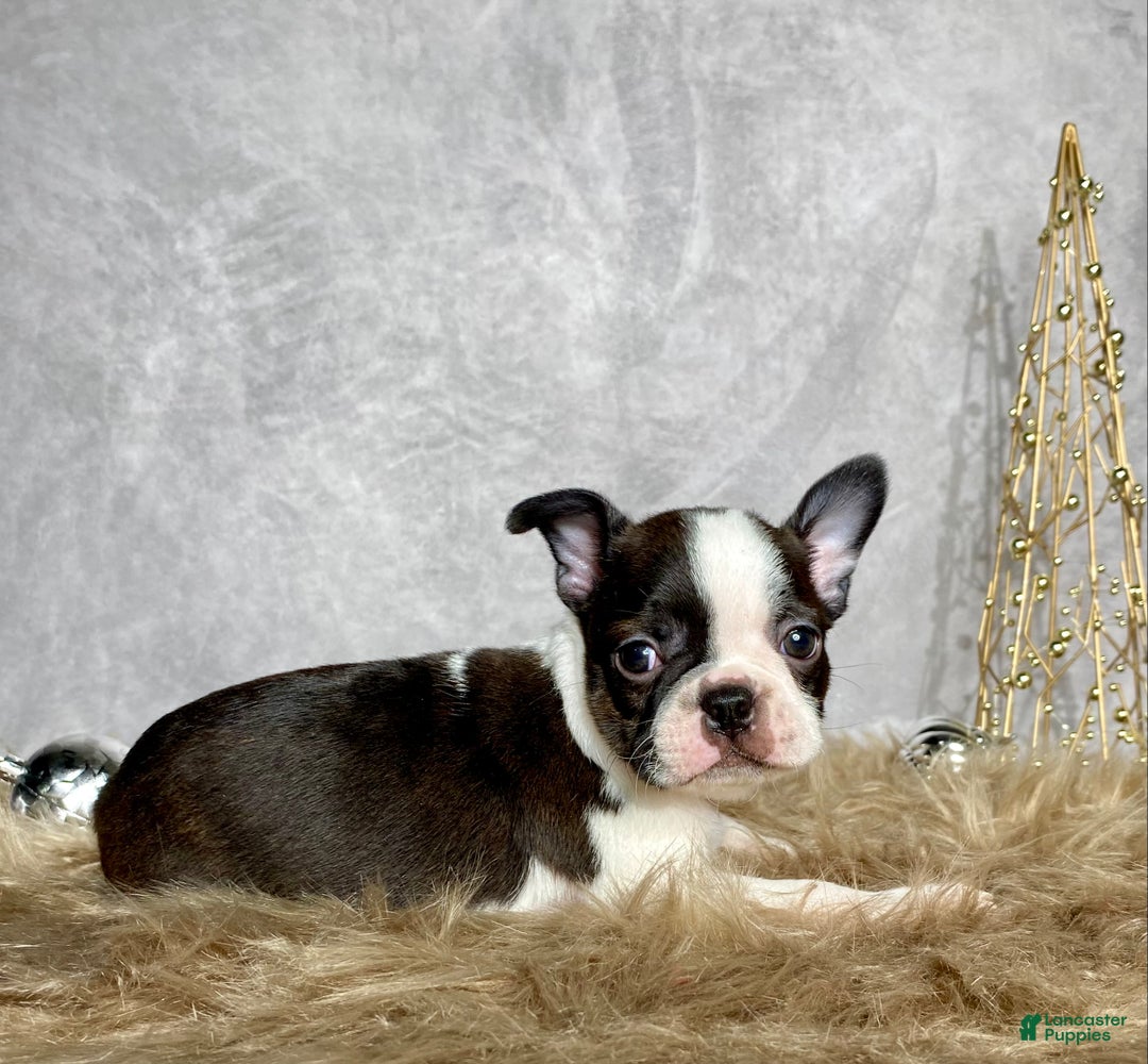 Boston Terrier dogs for sale: Cedar  - Ad 6