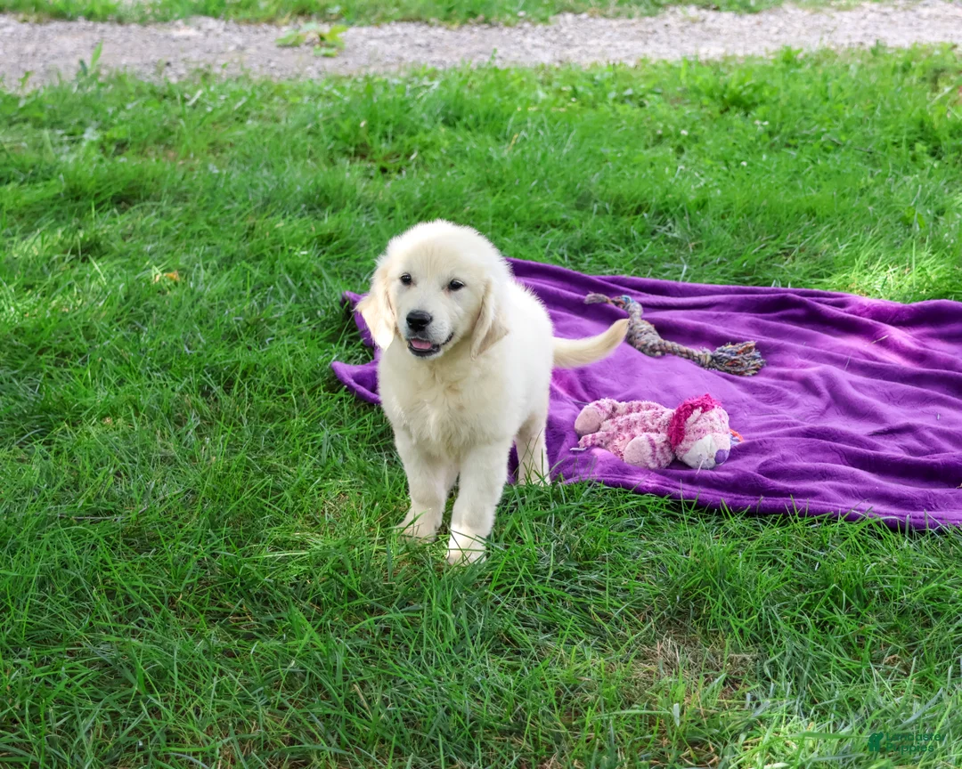 Golden Retriever dogs for sale: Turbo - Ad 6
