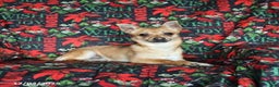 Chihuahua dogs for sale: Frisky - Ad 3