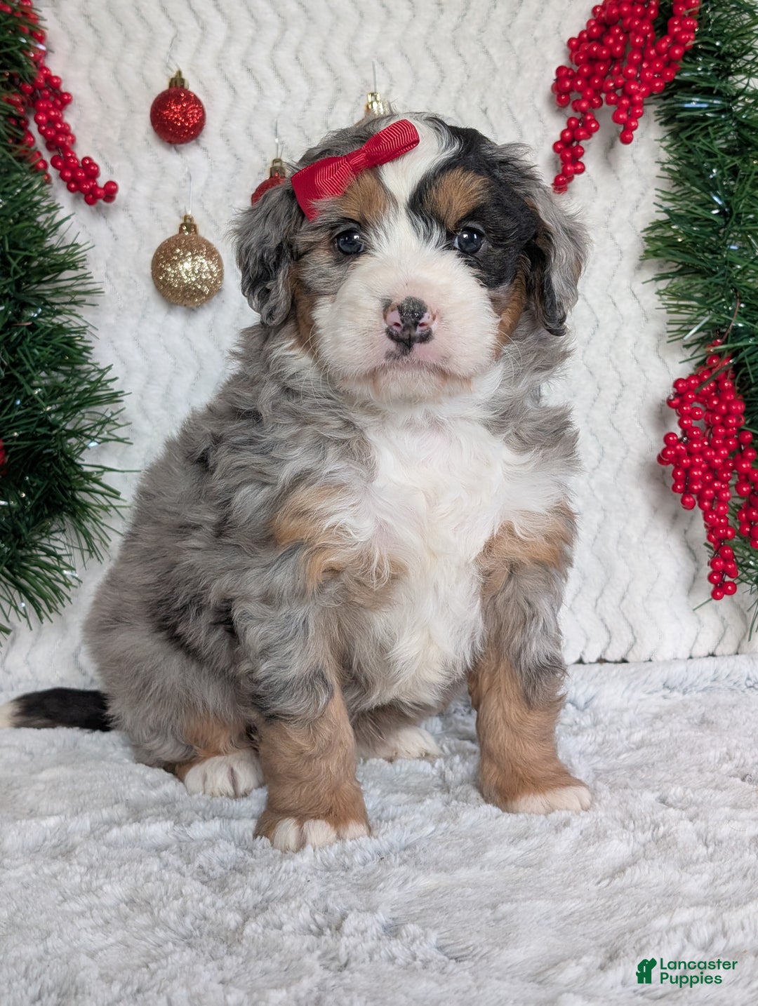 Mini Bernedoodle dogs for sale: Mini River - Ad 17
