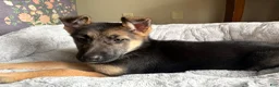 German Shepherd dogs for sale: German Shepherd Puppy 1 - Ad 5