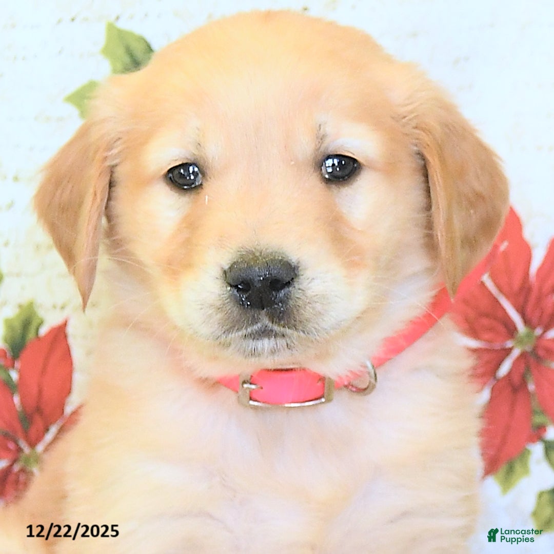 Golden Retriever dogs for sale: Gemma - Ad 3