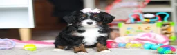 Mini Bernedoodle dogs for sale: Everest - Ad 6
