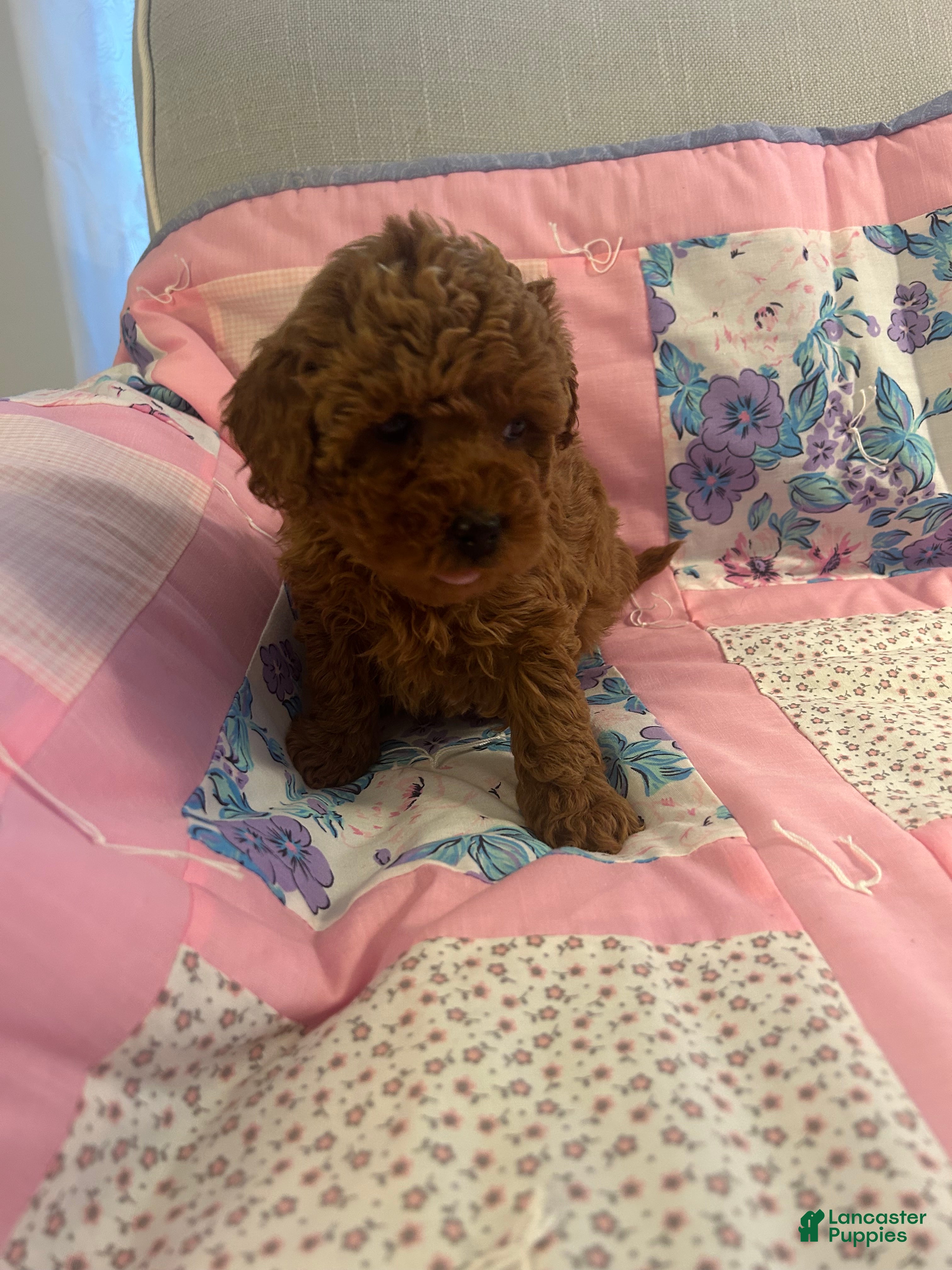 Maltipoo dogs Sasha - Ad 2