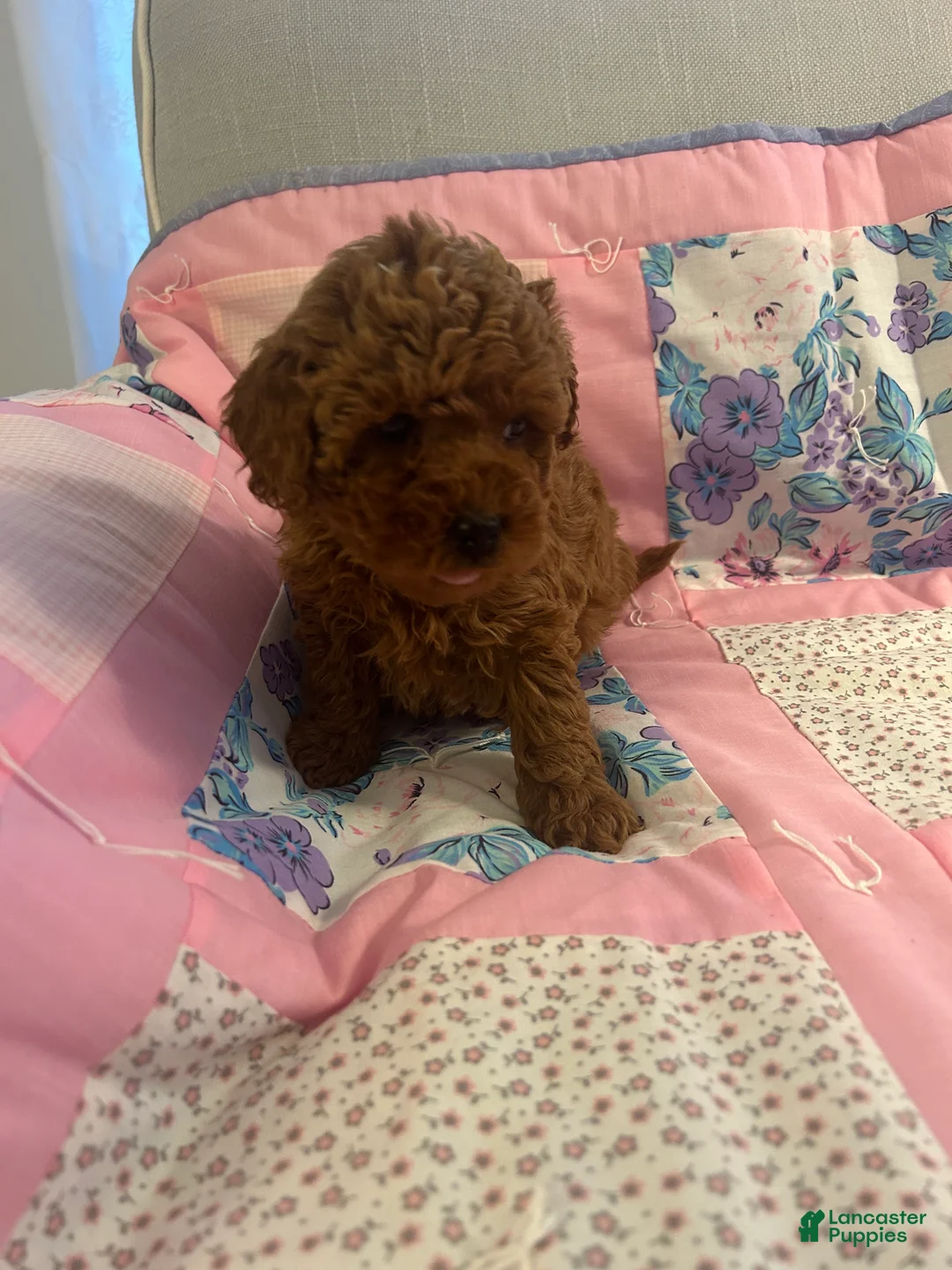 Maltipoo dogs for sale: Sasha - Ad 2