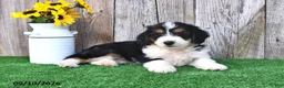 Mini Aussiedoodle dogs for sale: Abby - Ad 3