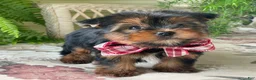 Yorkshire Terrier dogs for sale: Scooby - Ad 4