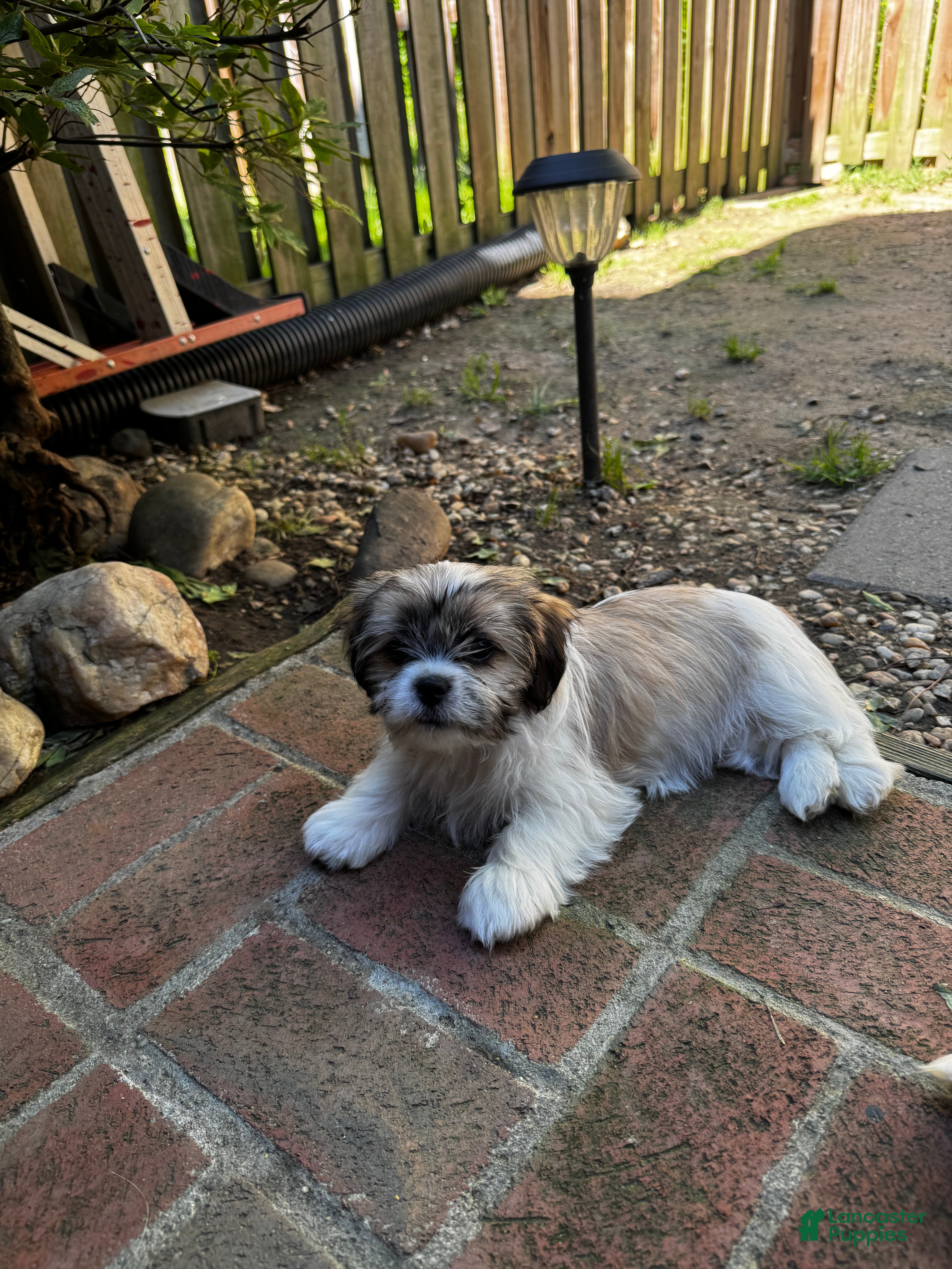 Shih Tzu dogs for sale: Margarita  - Ad 2
