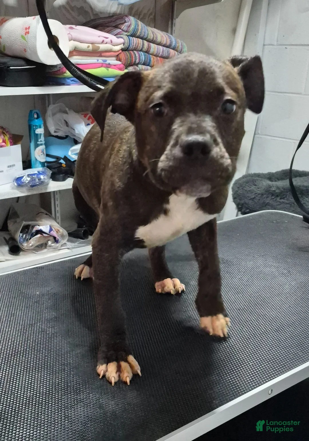 American Bully dogs for sale: American Bully 1 - Ad 7