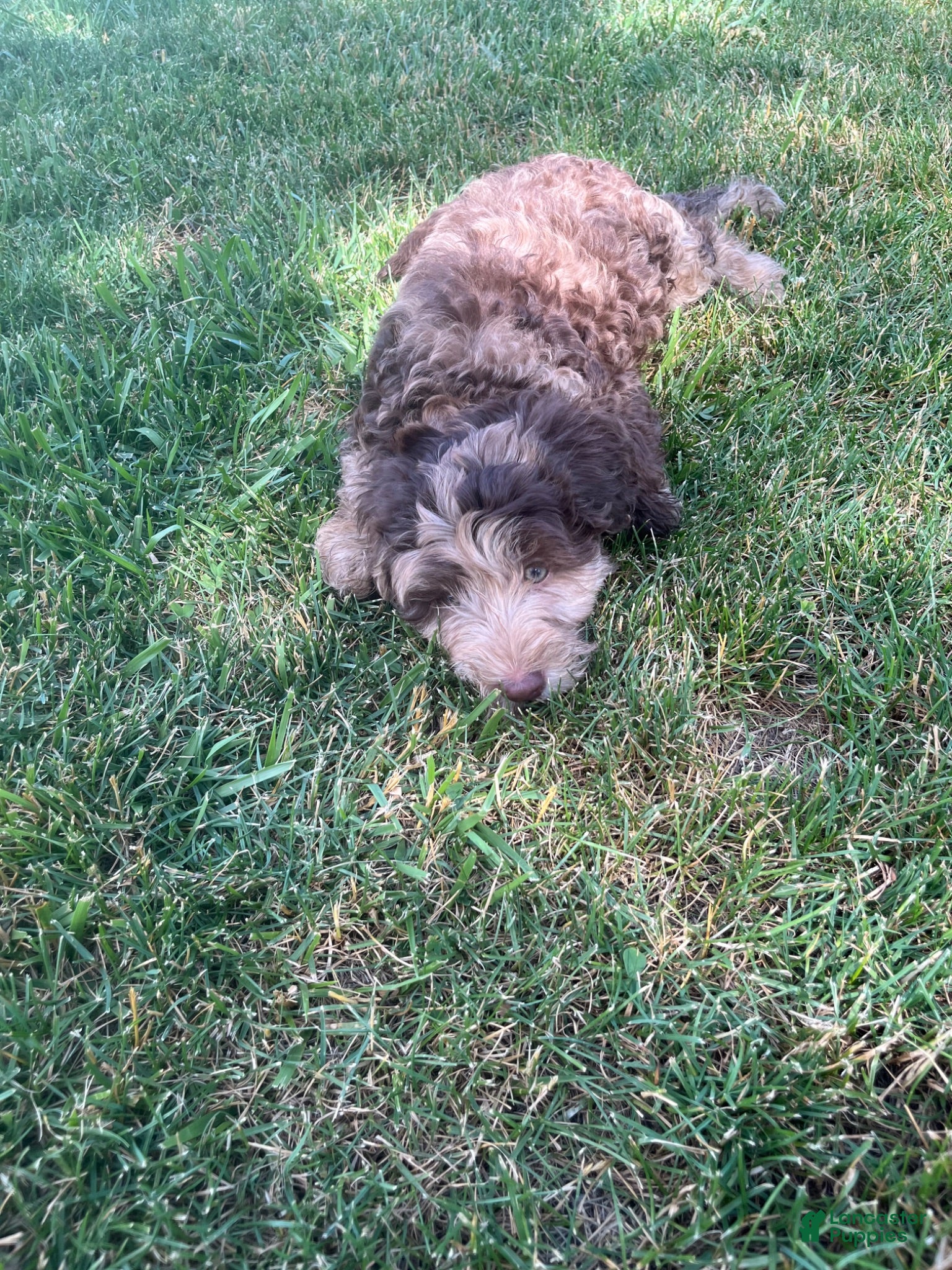 Miniature Labradoodle dogs Merle- Jackson - Ad 1