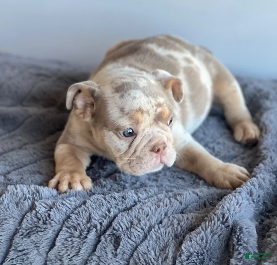 English Bulldog dogs for sale: Block - Ad 2