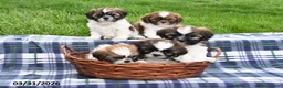 Shih Tzu dogs for sale: Violet - Ad 5
