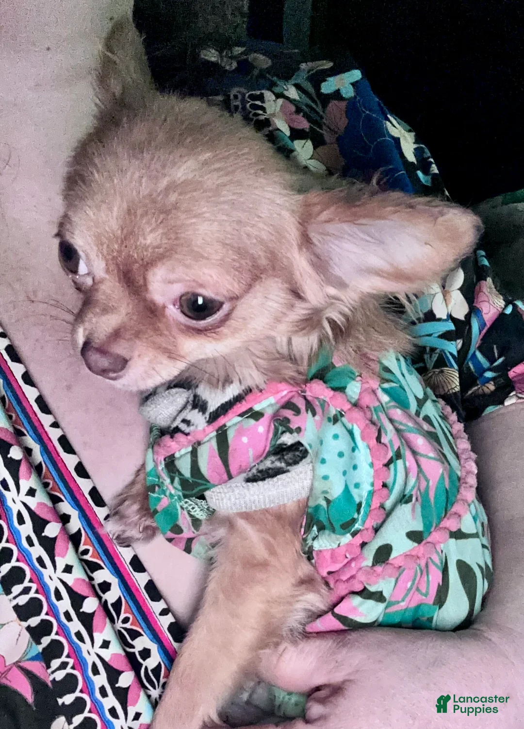 Chihuahua dogs for sale: Benji - Ad 7