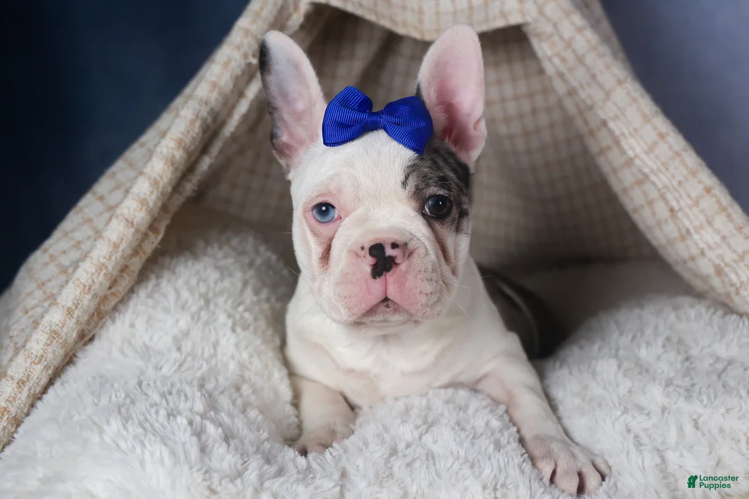 Frenchton dogs for sale: ISAAC - Ad 16