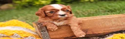 Cavalier King Charles Spaniel dogs for sale: Freddy Cavalier King Charles Spaniel  - Ad 9