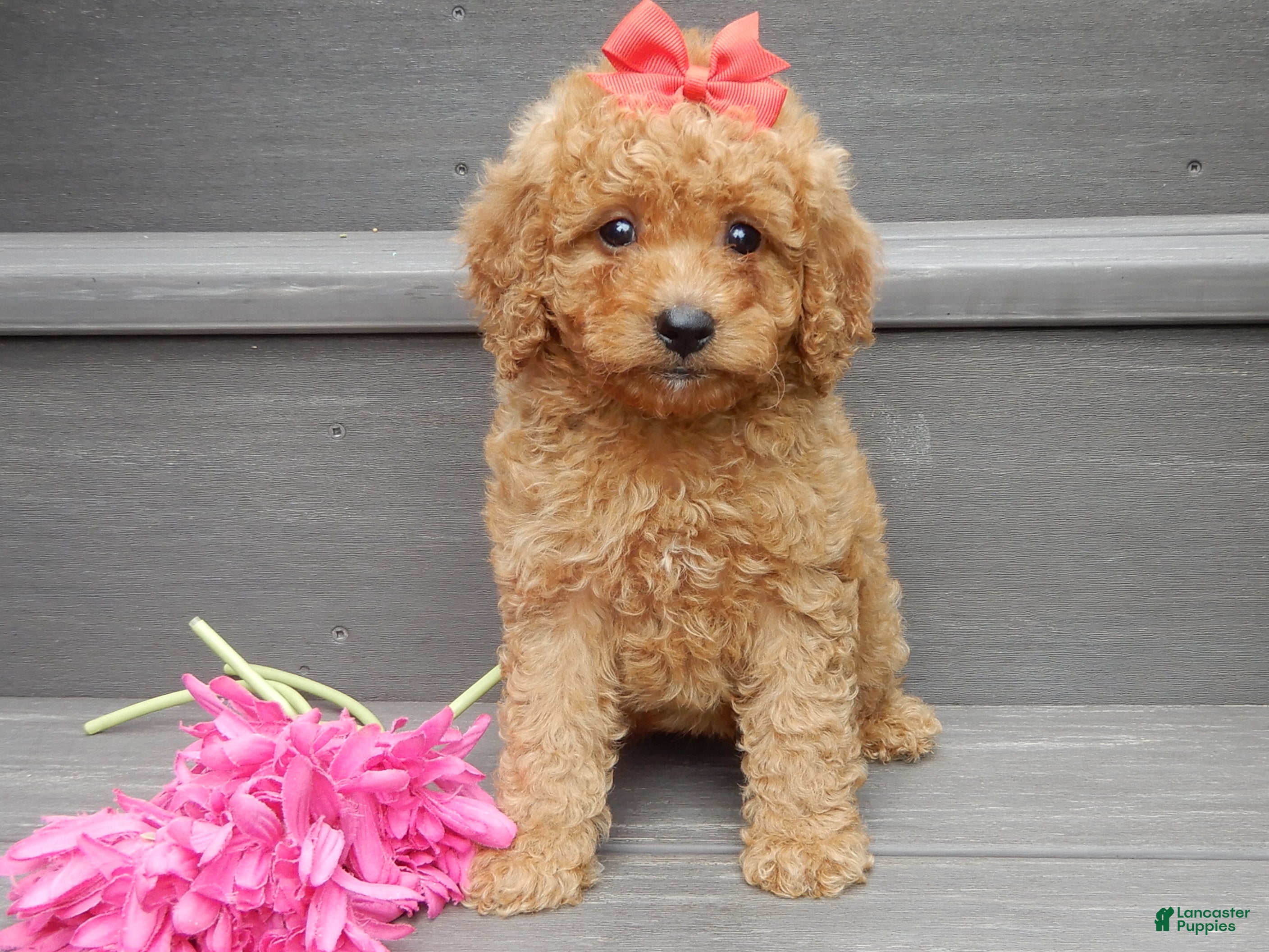 Mini Goldendoodle dogs Sheila - Ad 2