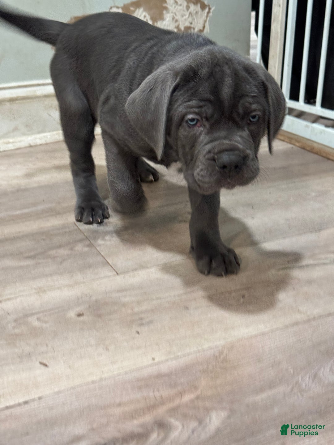 Cane Corso dogs for sale: Argenta - Ad 1