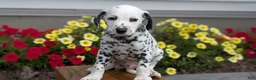 Dalmatian dogs for sale: Oliver - Ad 3