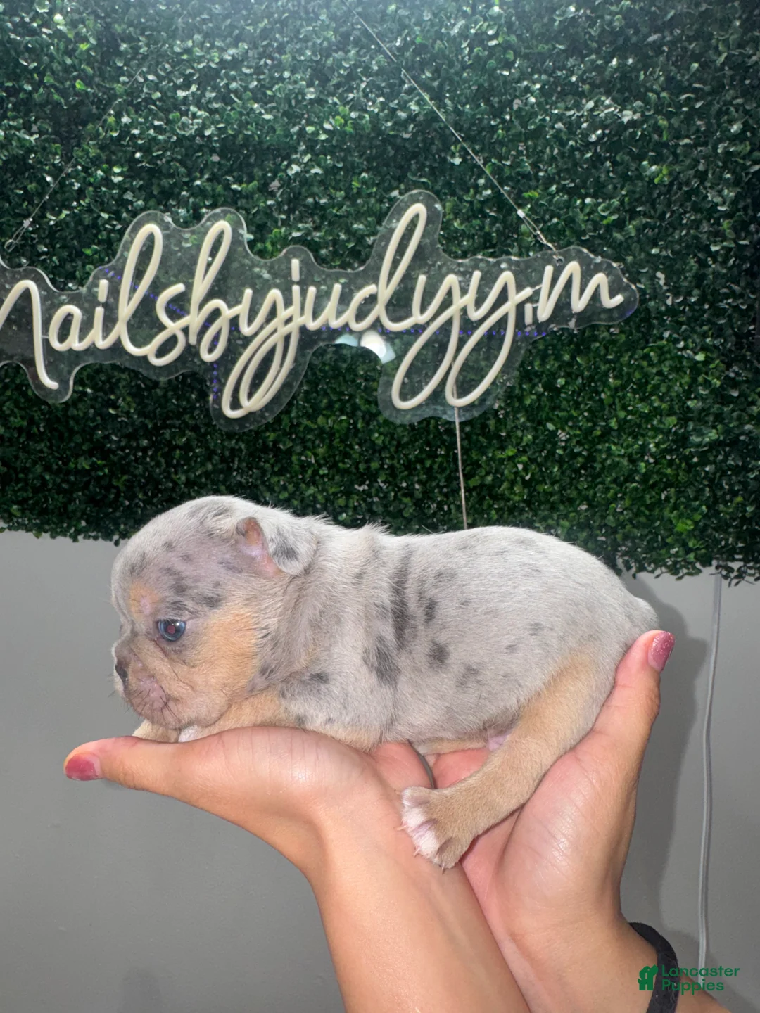 French Bulldog dogs for sale: French Bulldog Puppy 1 - Ad 2