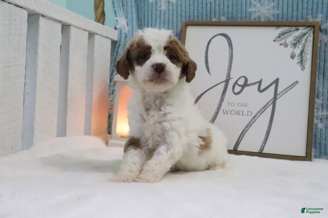 Mini Goldendoodle dogs for sale: Charlie - Ad 3