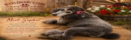 Standard Poodle dogs for sale: Abby - Ad 6