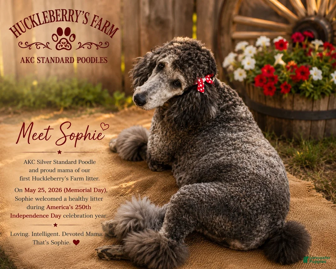Standard Poodle dogs for sale: Abby - Ad 6