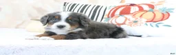 Mini Bernedoodle dogs for sale: Jasper - Ad 3