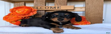 Miniature Dachshund Puppy 4