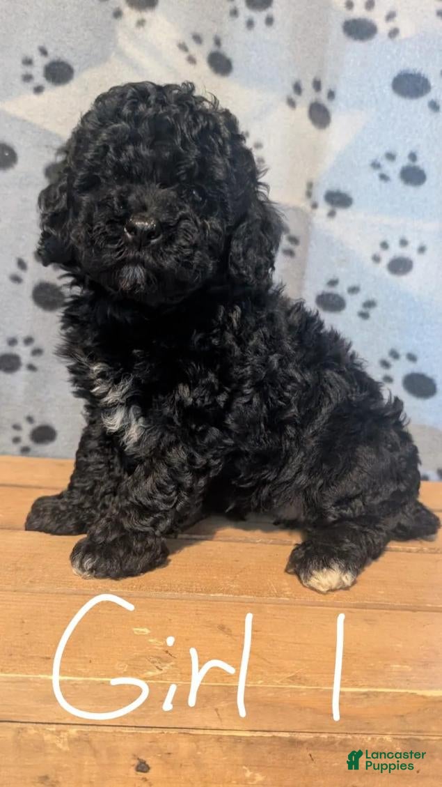 Toy Poodle dogs Girl 1 - Ad 1