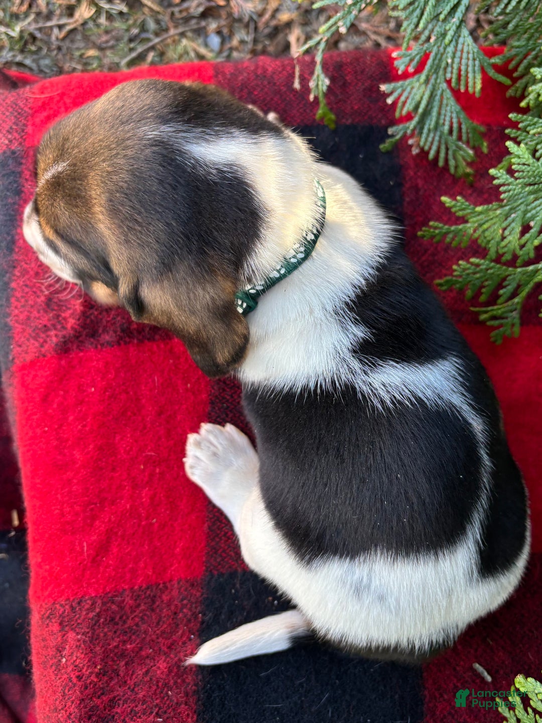 Basset Hound dogs for sale: Ralphie - Ad 6